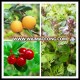 high quality Uva Ursi Leaf/ Bearberry P.E. Ursolic acid